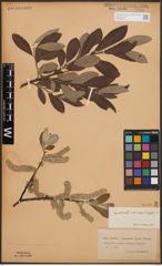 Foto von Salix cinerea L. x Salix lapponum L.